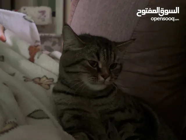 قطه أنثى حنونه و لعوبه