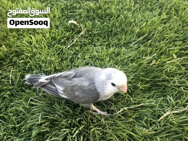 طير بركديلو