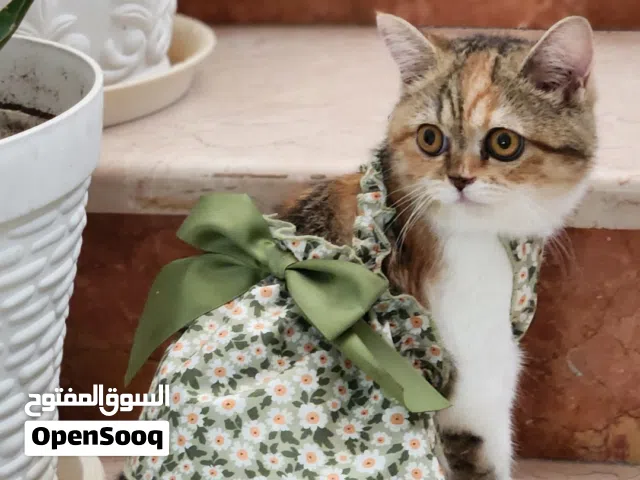 Female Pure Scottish British-short-hair Big Eyes Kitten 5 months