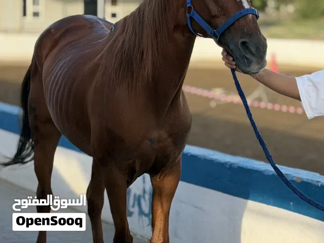 فرس انجليزية