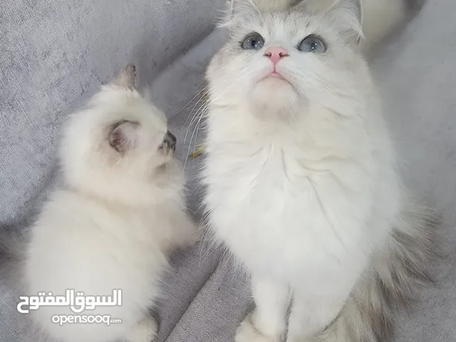 مستعجل ومخفض بيع الام وصغيرها اجمل فصيله ابيض وعيون زرق وصحه ماشاءالله ملقحين