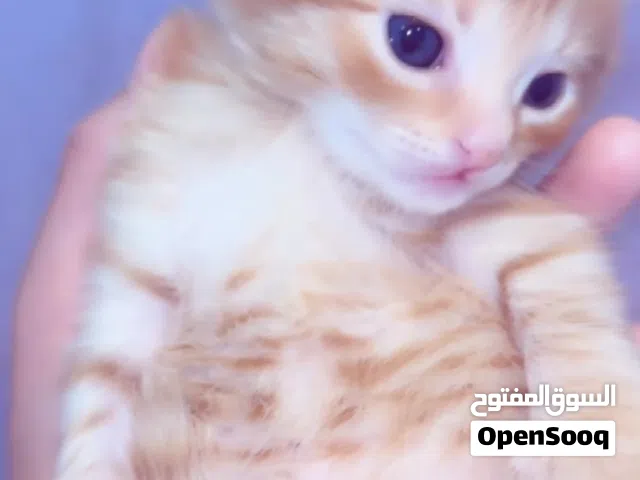 قط برتقالي يبلغ من العمر شهرين للتبني
