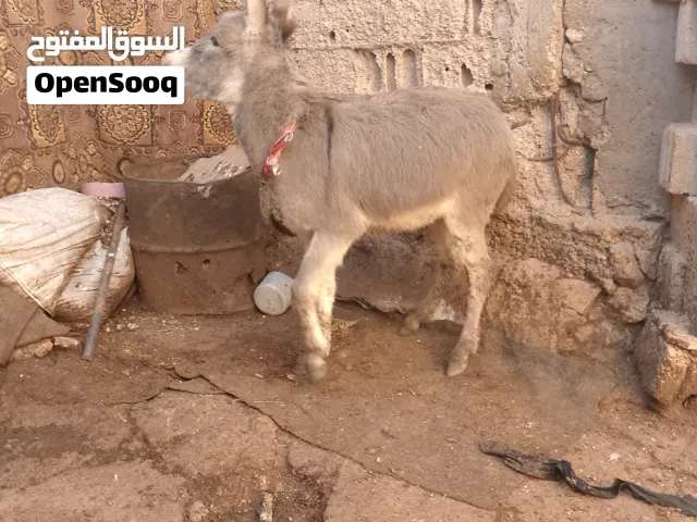 موجود جحشه عمره عشر اشهر رتفاع من فوق اربع شبار