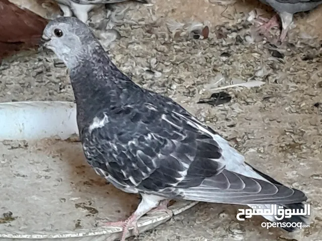 فراخ حمام بصلاه على النبي عمري بواز شفار