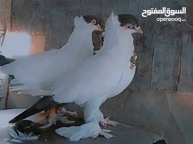 حمام في زيزيا