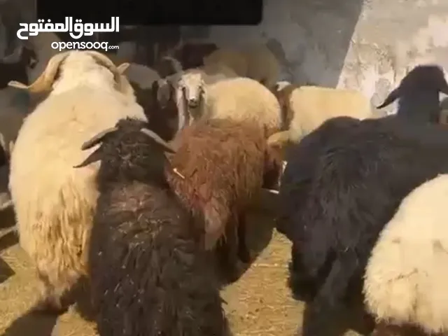 يوجد اضاحي العيد بأسعار ممتازة