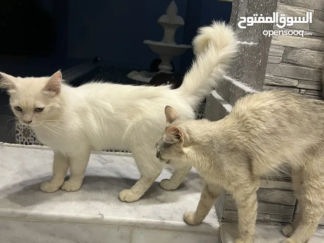 قطط شيرازيه زوج