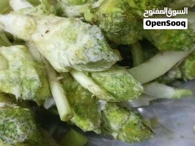 عكوب كركي نخب اول