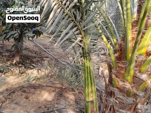 فسايل مجهول للبيع باسعار رمزية