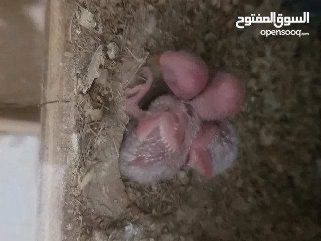 فرخين روز البينو