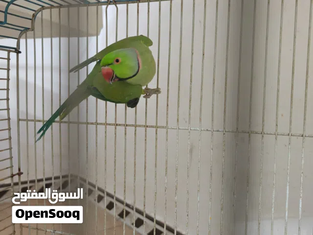 فحل شرط التبزير