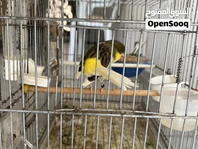 كوب يا رب يبارك على دحين