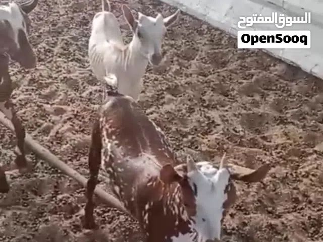 ذبايح تيوس سمان طيبات