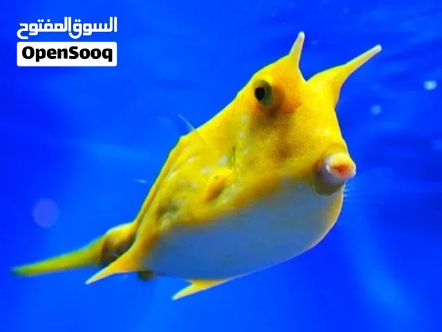 Looking for a Cow fish