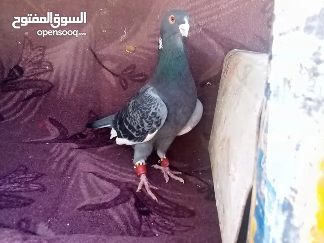 حمام للبيع اقرأ الوصف