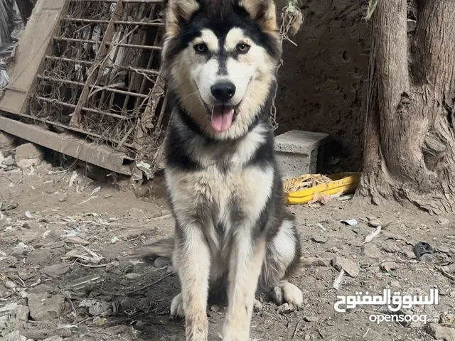 كلب هسكي صيبيري