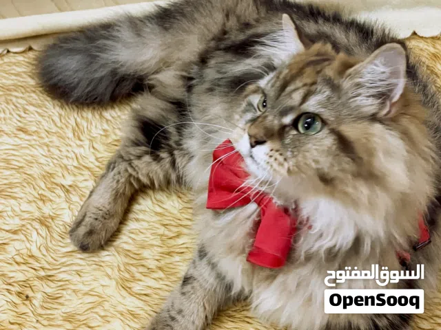 قطه شيرازيه ماين كوون مع قفص