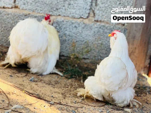 كوبيه استرالي ابيض تلجي لحيه وداج ربي يبارك
