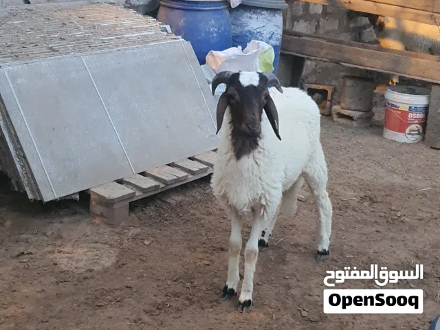 السلام عليكم خروف ماشاء الله تبارك الله متاح طرابلس زناته خروف عز الكسبه