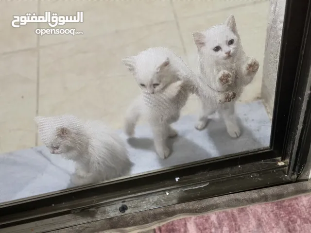 3 قطط للبيع