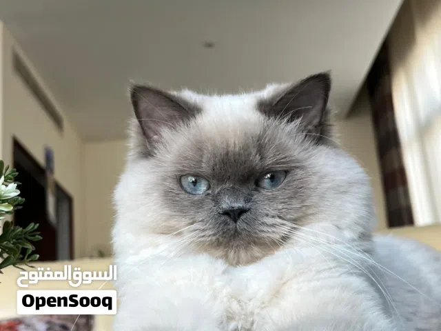 Cat for Adoption