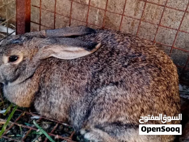 للبيع ارانب منتجات وكبار