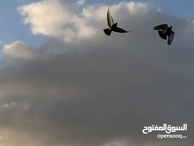 Aya Masa'adh
