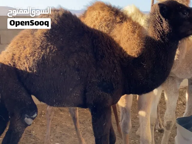 قعدان وبكار لحم للبيع