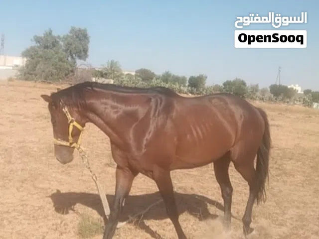 حصان للبيع