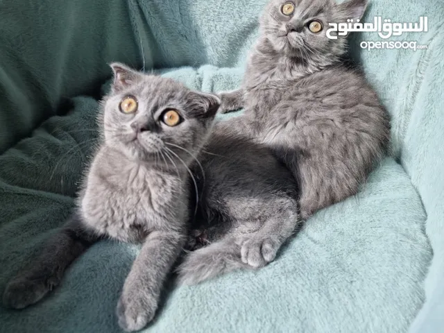 سكوتش فولد و بريتش Scottish fold and British shorthair