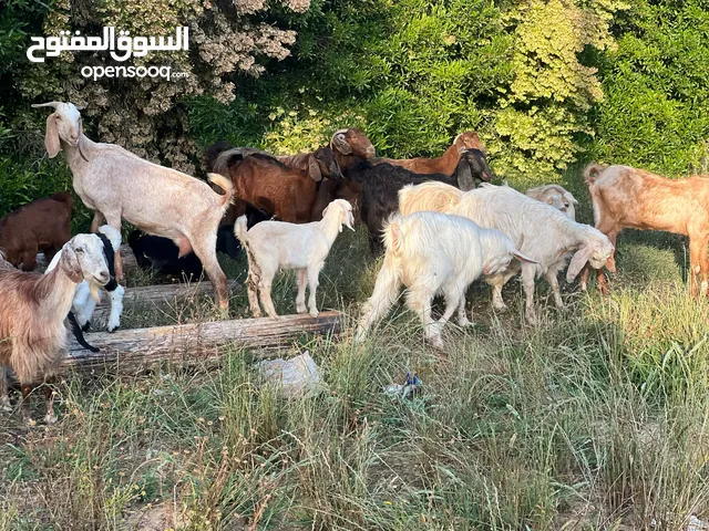 بسم الله مساء الله معيز عربي لبيع