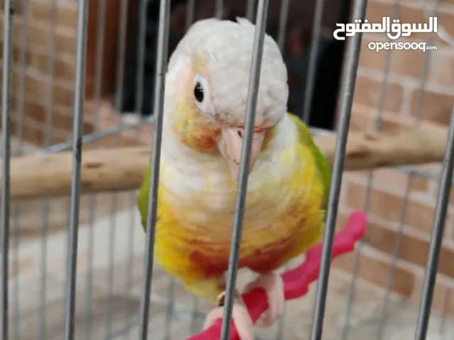 جرين شيك أناناس عمر سنة ونص تقريباً ..أليف ولعووب . 80دينار مع القفص