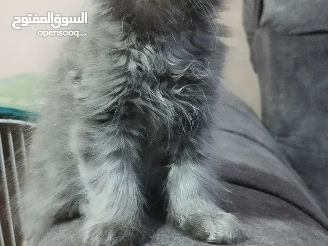 قطط هيمالايا مكس شانشيلا العمر 55يوم متعودين على الليتر بوكس والدراي فود والوت فود واكل البيت