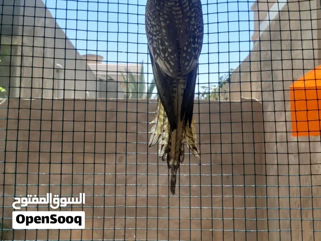 انتايا كوكتيل ايزابيل السعر 100د الله يبارك ناشطه ونظيفة