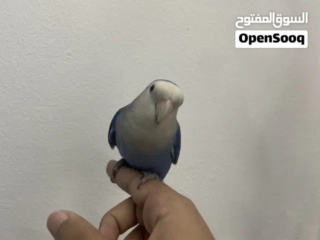 طير روز ازرق ربوه ذكر 35دينار