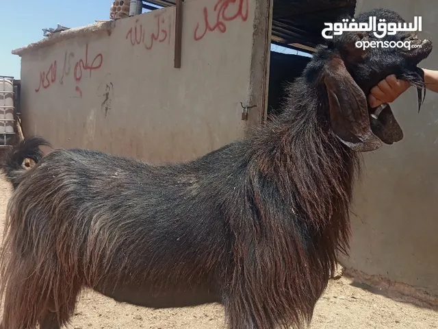 بسم الله الرحمن الرحيم معز مقنوي مكفول ظحيه او مقنوي سن حبات وقطعه وشكل مشاء الله