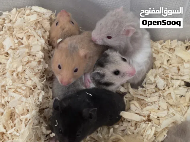 هامستر سوري للتبادل ب اي شي