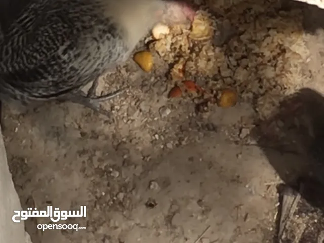 دجاج فيومي للبيع
