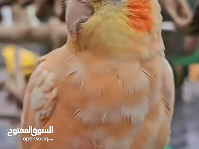 طيور للبيع