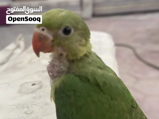 ببغاء دره اليف الى ابعد درجه