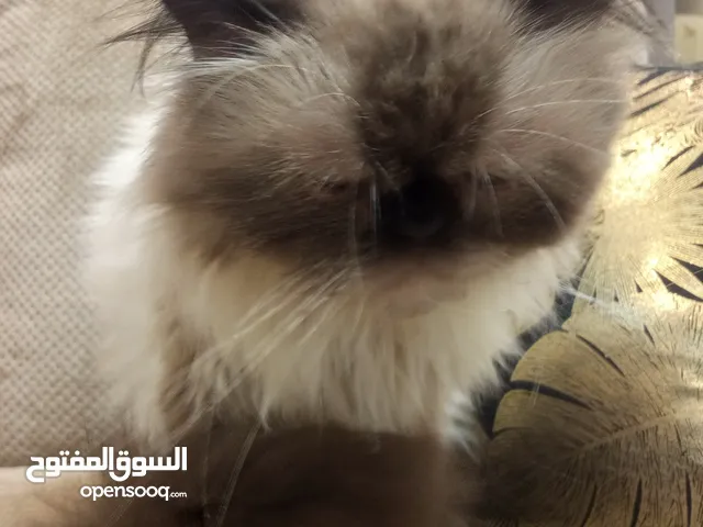 قط هملايا ذكر للبيع بسعر مغري