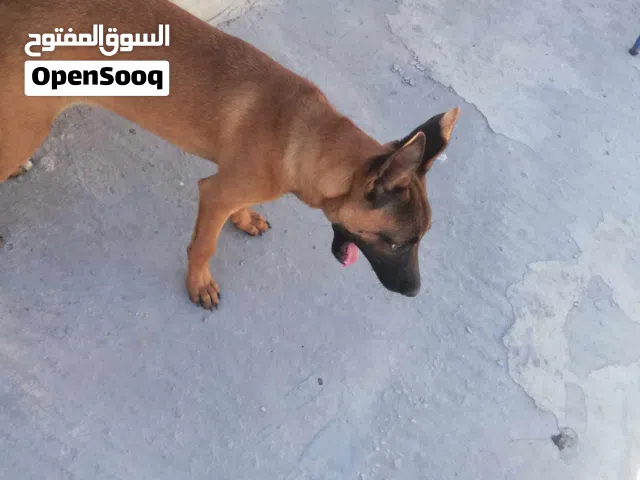 مطلوب كلب بسعر مناسب لشراء الفوري  ما عدا كلاب الزينه  تواصل خاص او وتساب