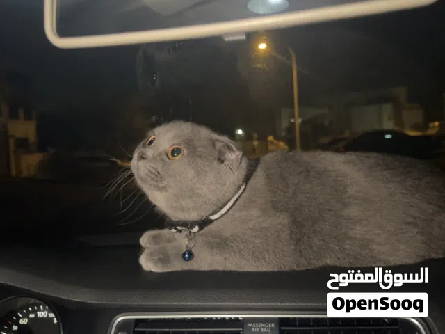 سكوتش فولد بيور ( التفاصيل ف الوصف )