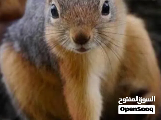 سناجب للبيع