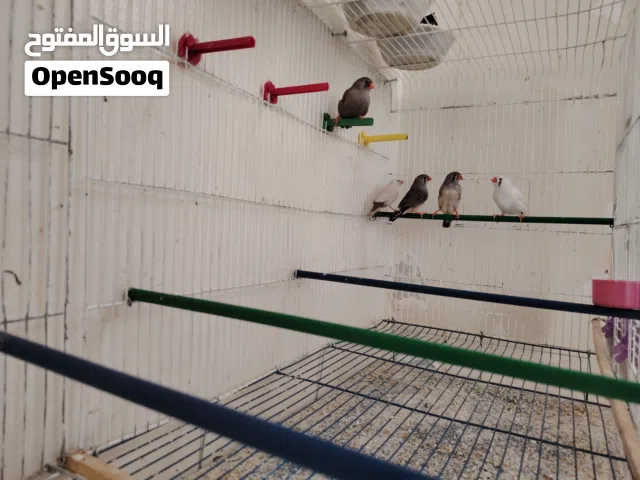 جنه مكس. أحجام ضخمه