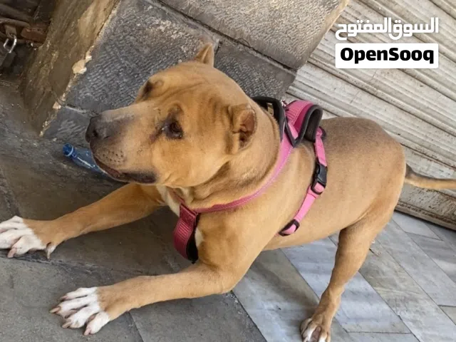 كلب بيتبول