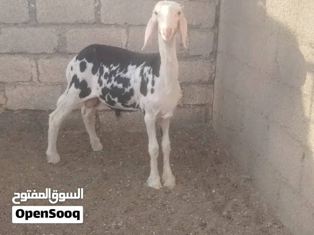 كباشة نجدية عمر 5-4 أشهر