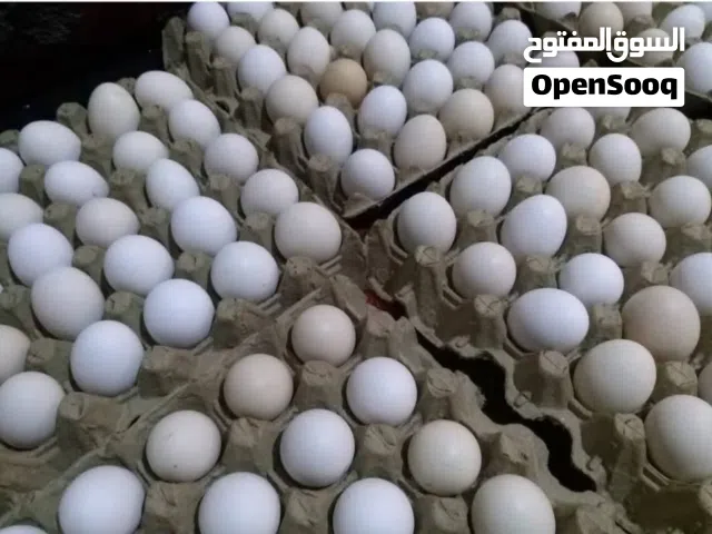 بيض رود ايرلند الامريكي