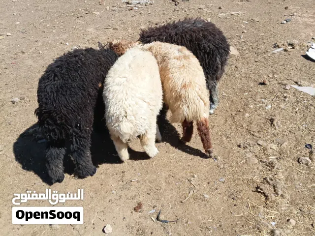 عبر بلدي بصلاة على النبي