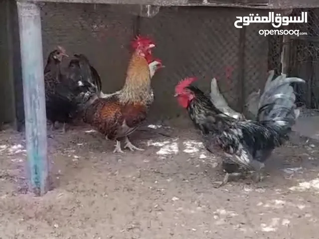 بيع دجاج حبحب عماني اطقم